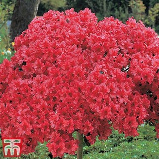 Azalea 'Japanese Red'