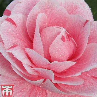 Camellia japonica 'Bonomiana'