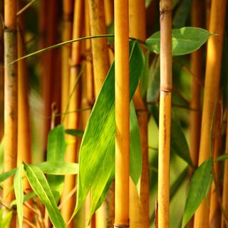 Golden grove bamboo / phyllostachys aureosulcata