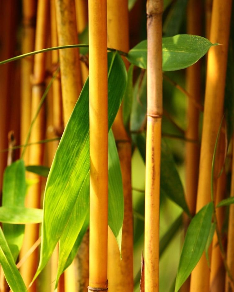Golden Grove Bamboo (Phyllostachys Aureosulcata)