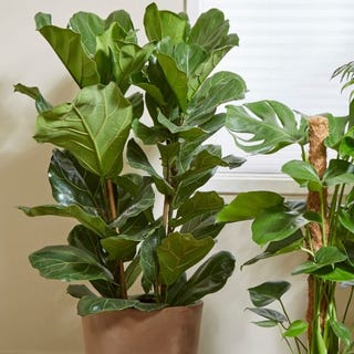 Fiddle Leaf Fig, Primrose, £85.99