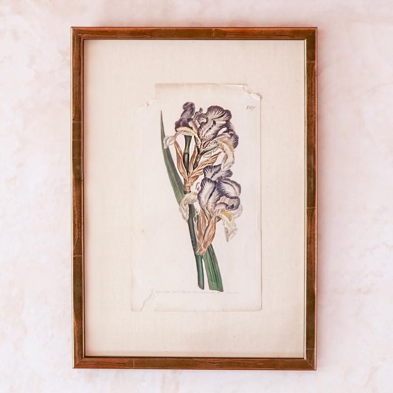 18th Century Hand-Coloured Iris Print