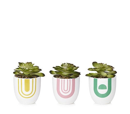 BundleBerry by Amanda Holden Trio of Succulents in Ceramic Planters