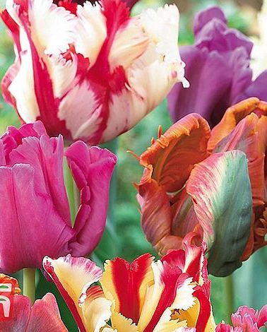 'Parrot Mixed' Tulip