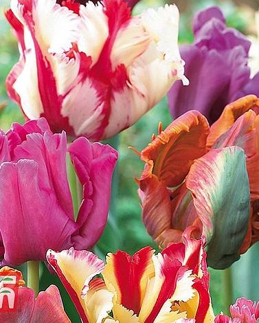 'Parrot Mixed' Tulip