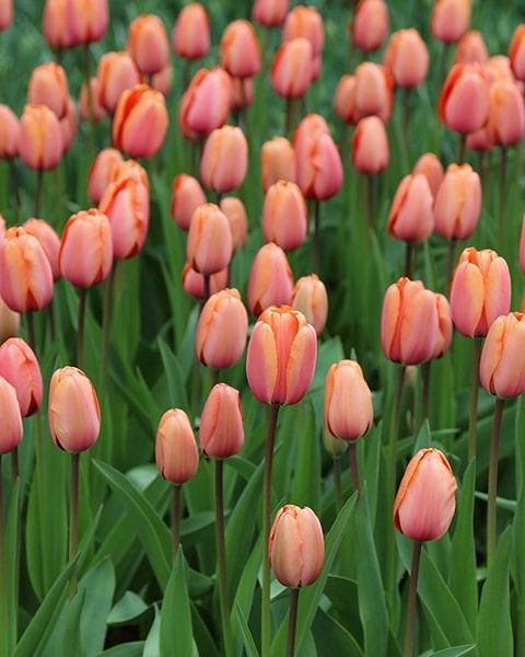 Tulipa 'Apricot Impression' (PBR)