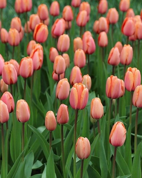Tulipa 'Apricot Impression' (PBR)