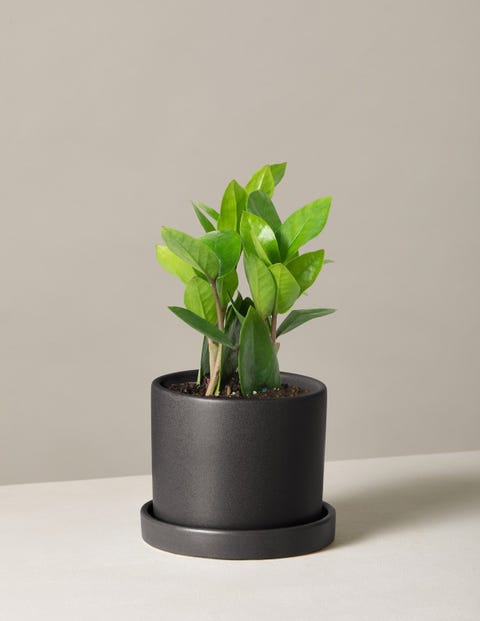 9 Best Office Plants 2022 - Low Light, Low Maintenance Desk Plants