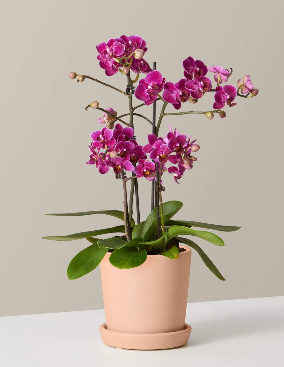 Purple Orchid