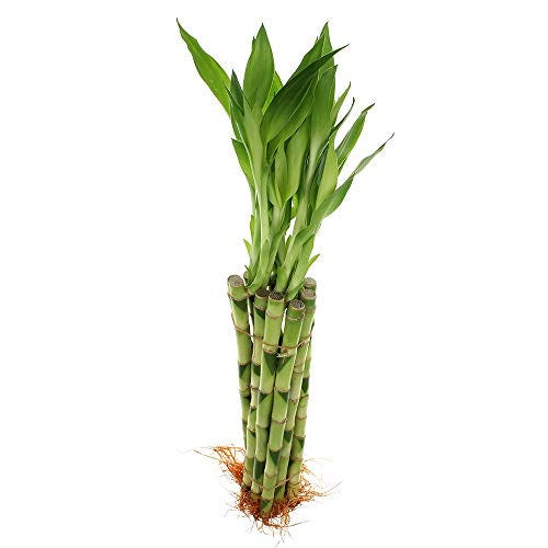 Lucky Bamboo