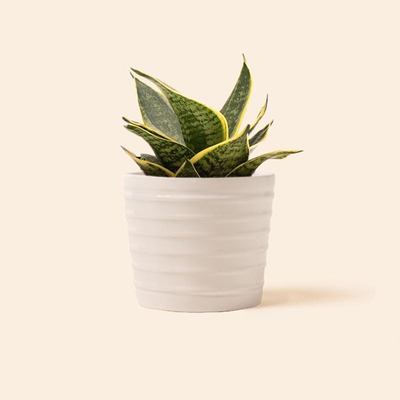 Best Bathroom Plants — How to Shop for Bathroom Plants