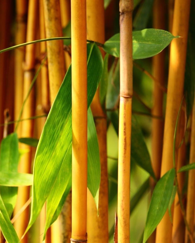 Bamboo - phyllostachys aureosulcata