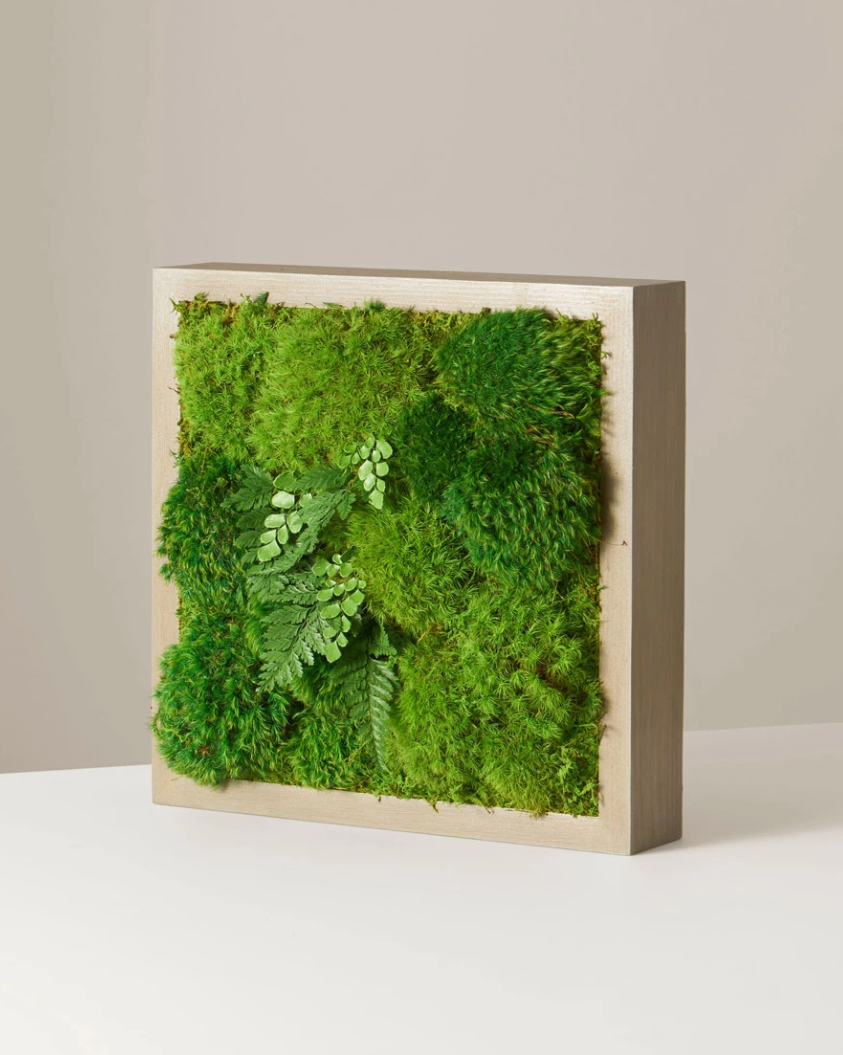 Mini Preserved Living Wall