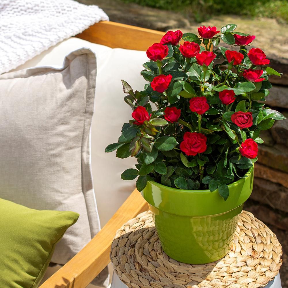 Petite Red Knock Out Rose 