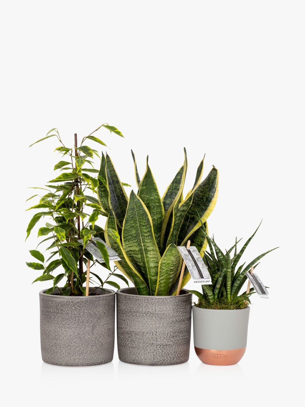 40 Best House Plants To Order For a Greener Home