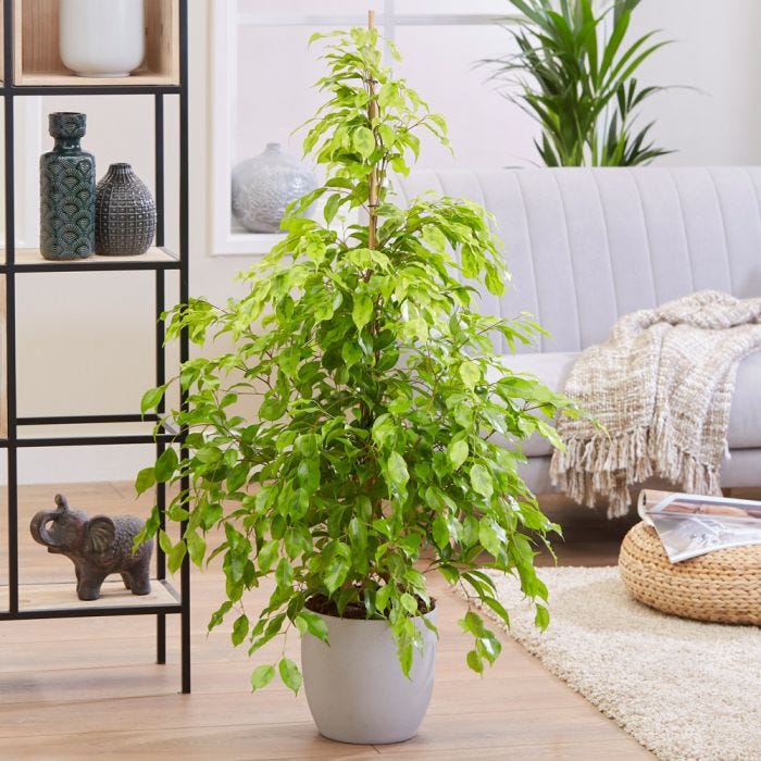 40 Best House Plants To Order For a Greener Home