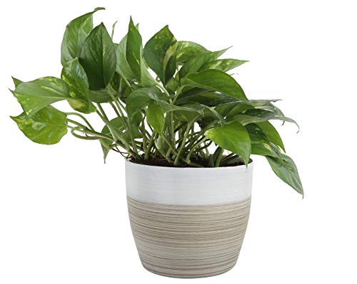 Costa Farms Devil's Ivy Golden Pothos 