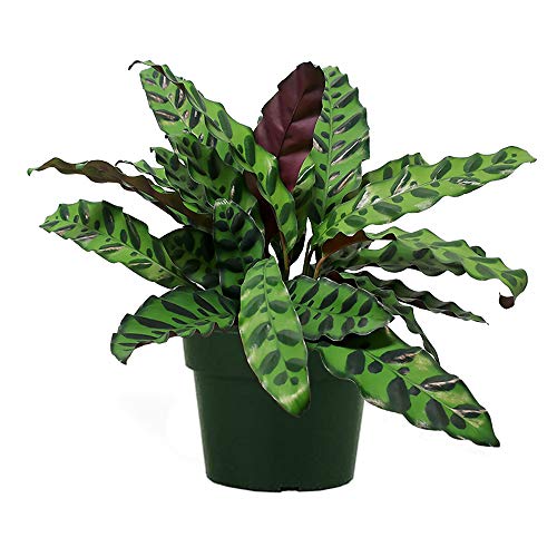 American Plant Exchange Calathea Lancifolia Rattlesnake Plant