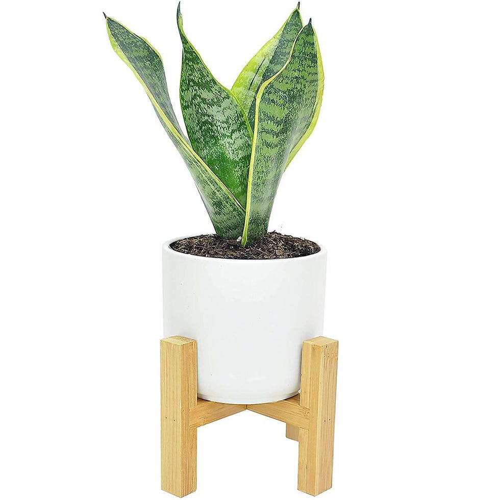 Costa Farms Snake Plant