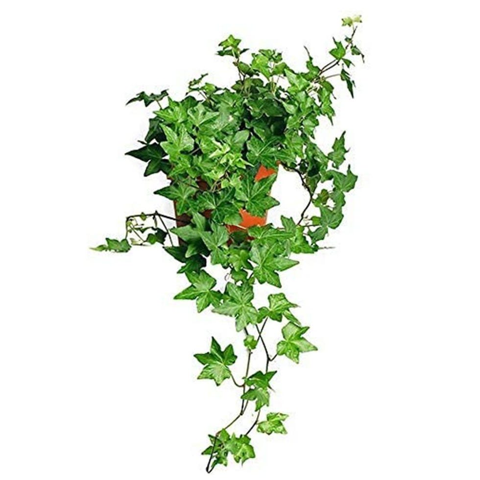 American Plant Exchange English Ivy 