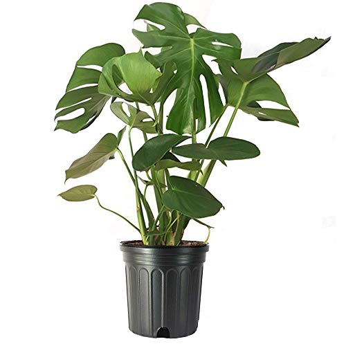 American Plant Exchange Monstera Deliciosa 