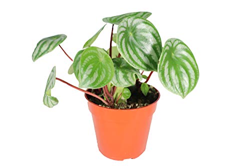 California Tropicals Peperomia Watermelon 