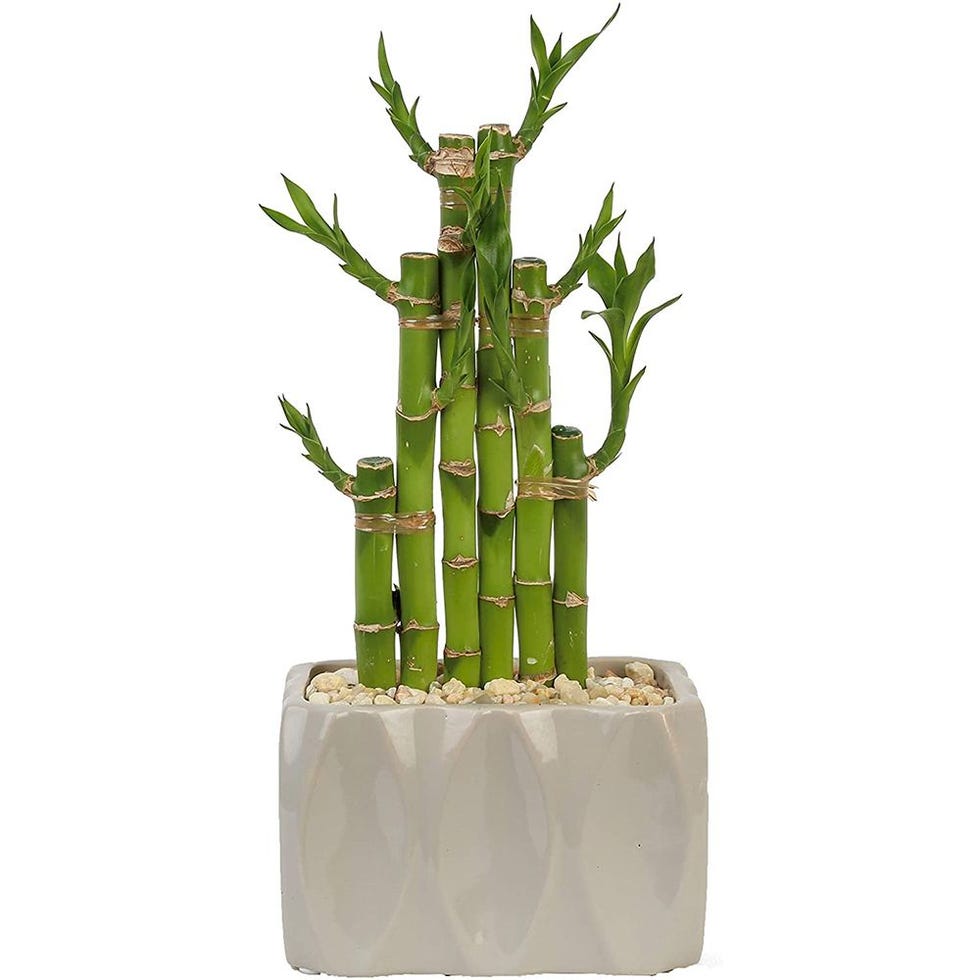 Costa Farms Lucky Bamboo Plant