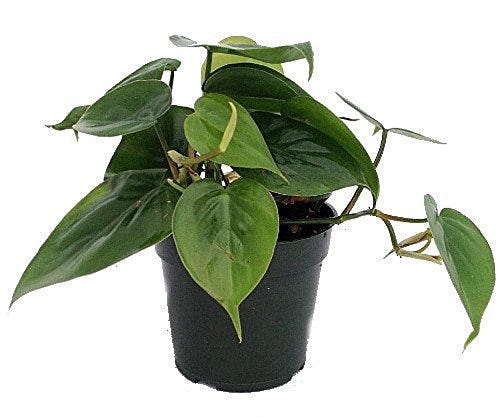 Philodendron Philodendron