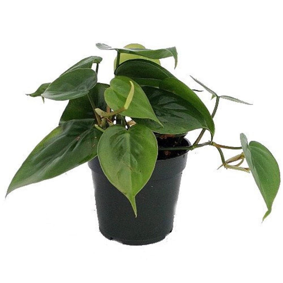Hirt's Gardens Heart Leaf Philodendron 