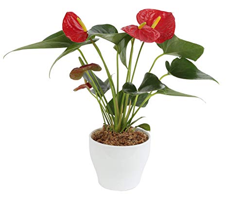 Costa Farms Blooming Anthurium Live Indoor Plant