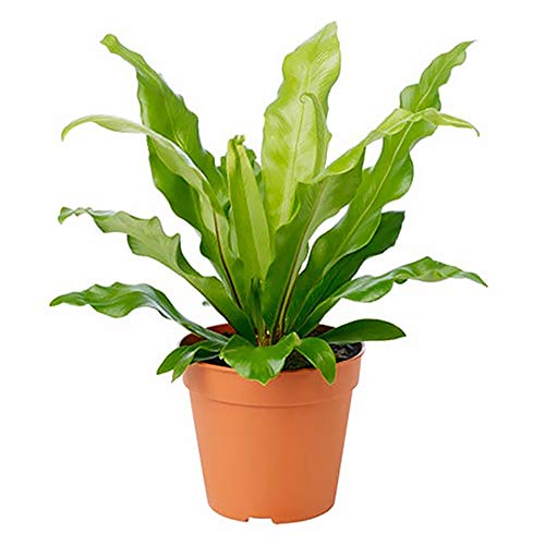 Birds Nest Fern