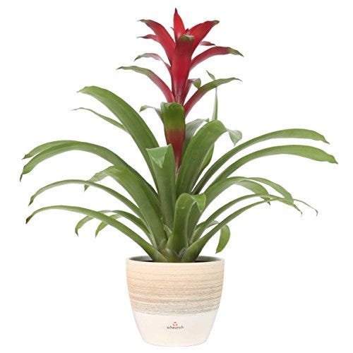 Costa Farms Flowering Bromeliad Guzmania 