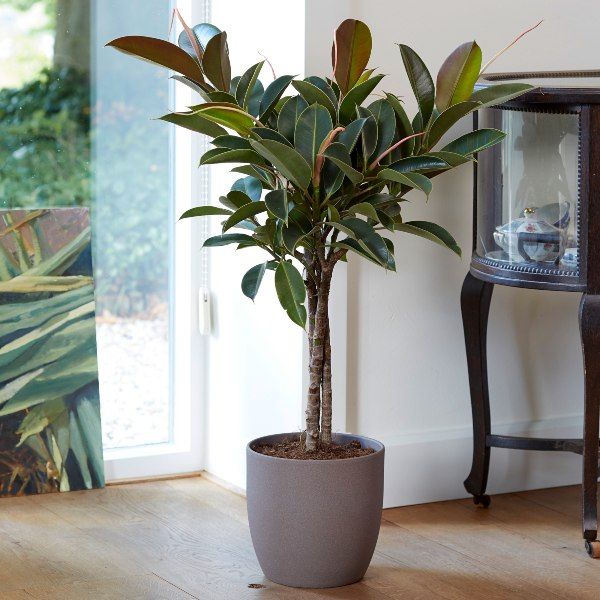 100cm Triple Stem Rubber Plant 'Melany' | Ficus elastica | 21cm Pot | By Plant Theory
