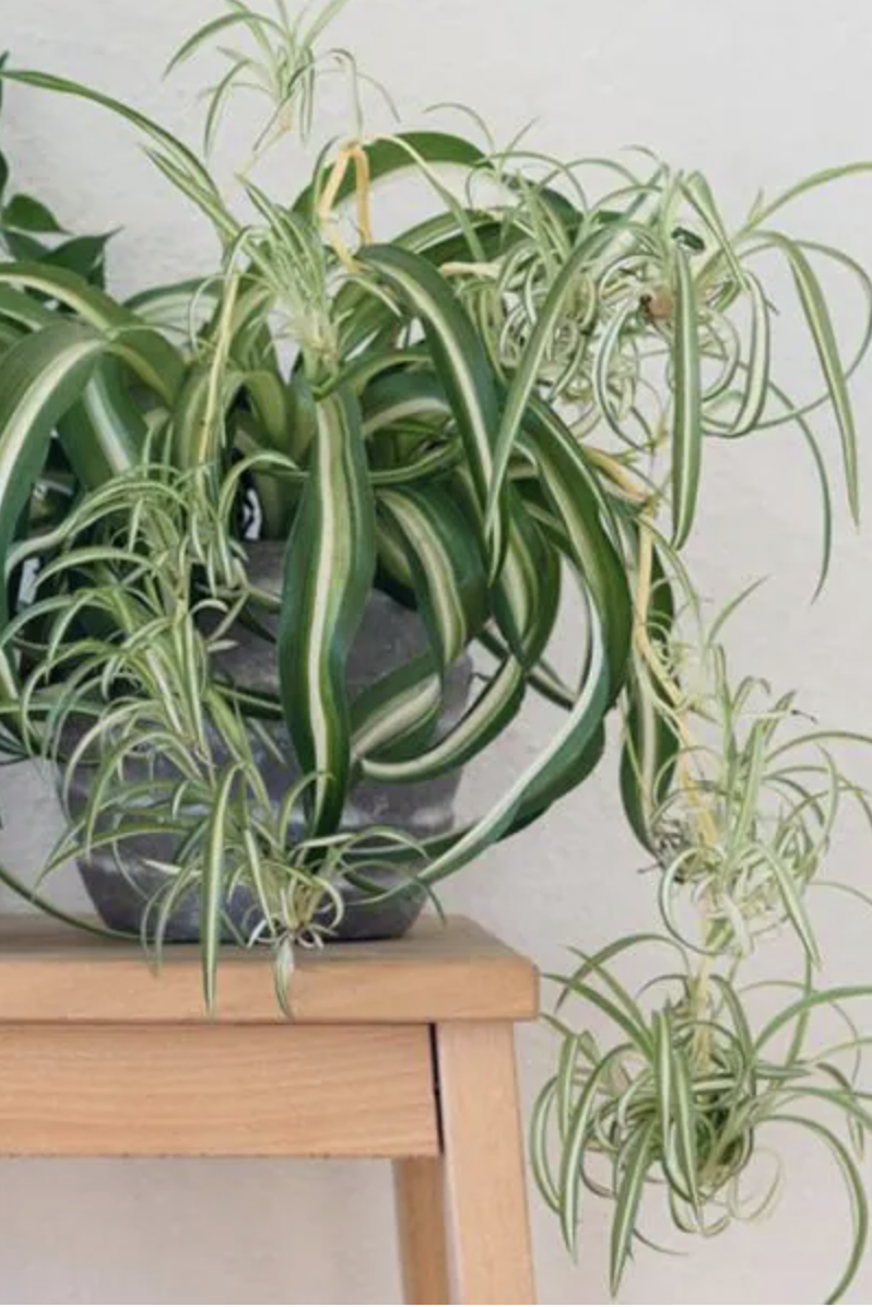 The 20 Best Indoor Hanging Plants - Hanging Plant Ideas House Beautiful