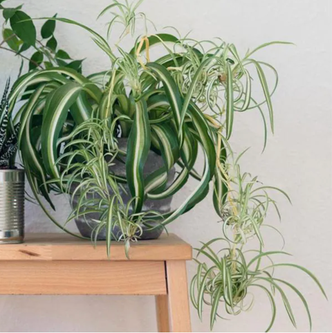 The 7 Best Indoor Hanging Plants Hanging Plants Ideas