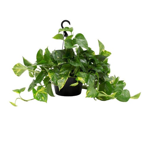 The 7 Best Indoor Hanging Plants Hanging Plants Ideas