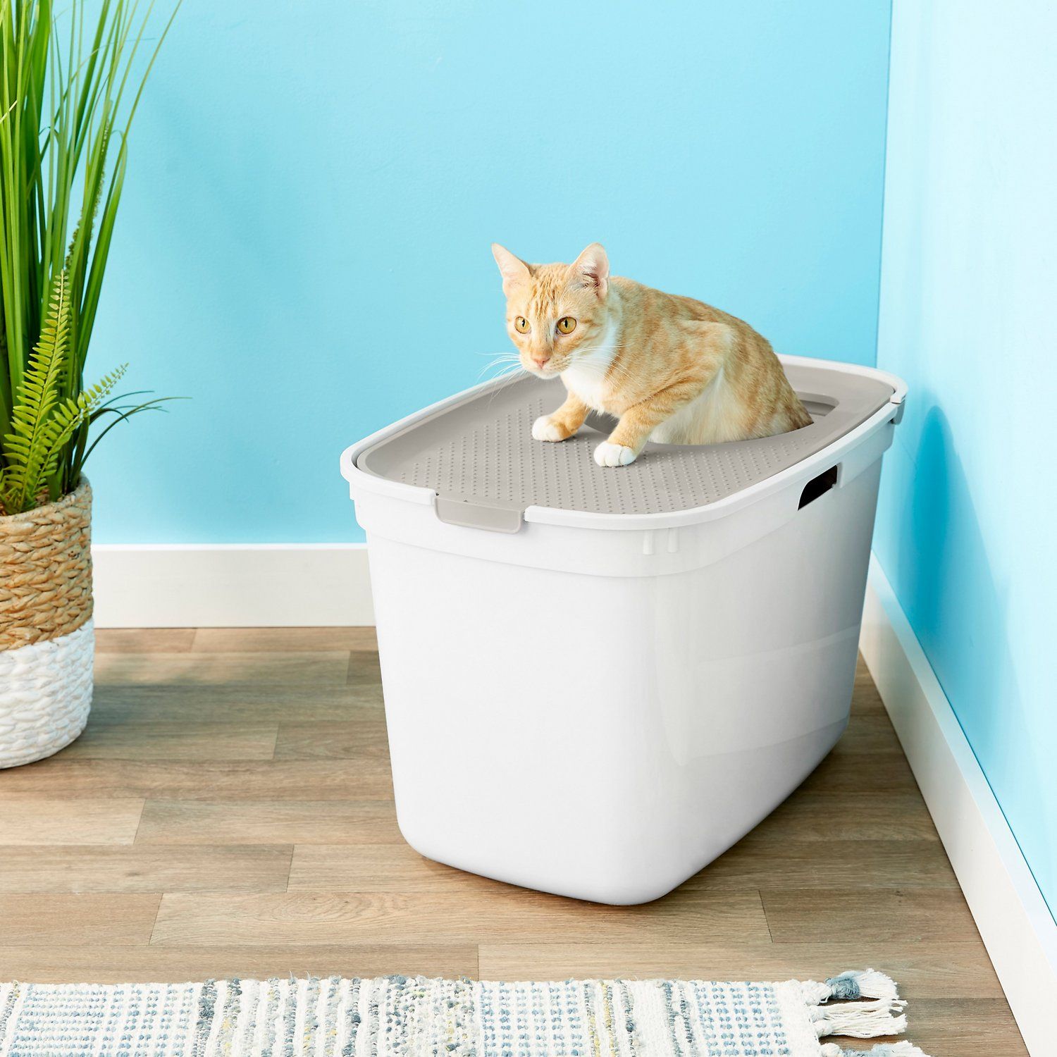 Cat litter box shop with hole in top