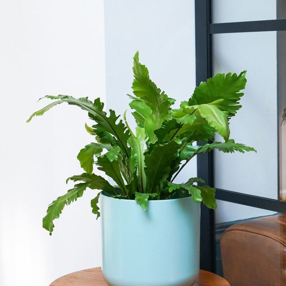 'Campio' Bird's Nest Fern-£22.99