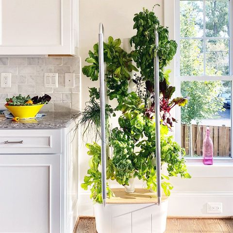 9 Best Indoor Herb Garden Kits Of 2022