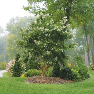 Heptacodium 'Seven Son'