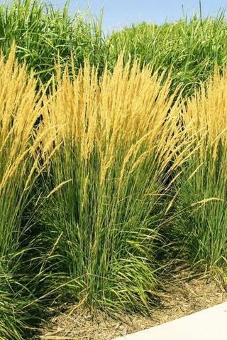 'Karl Foerster' Grass