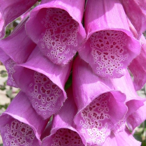 Digitalis purpurea - Foxglove