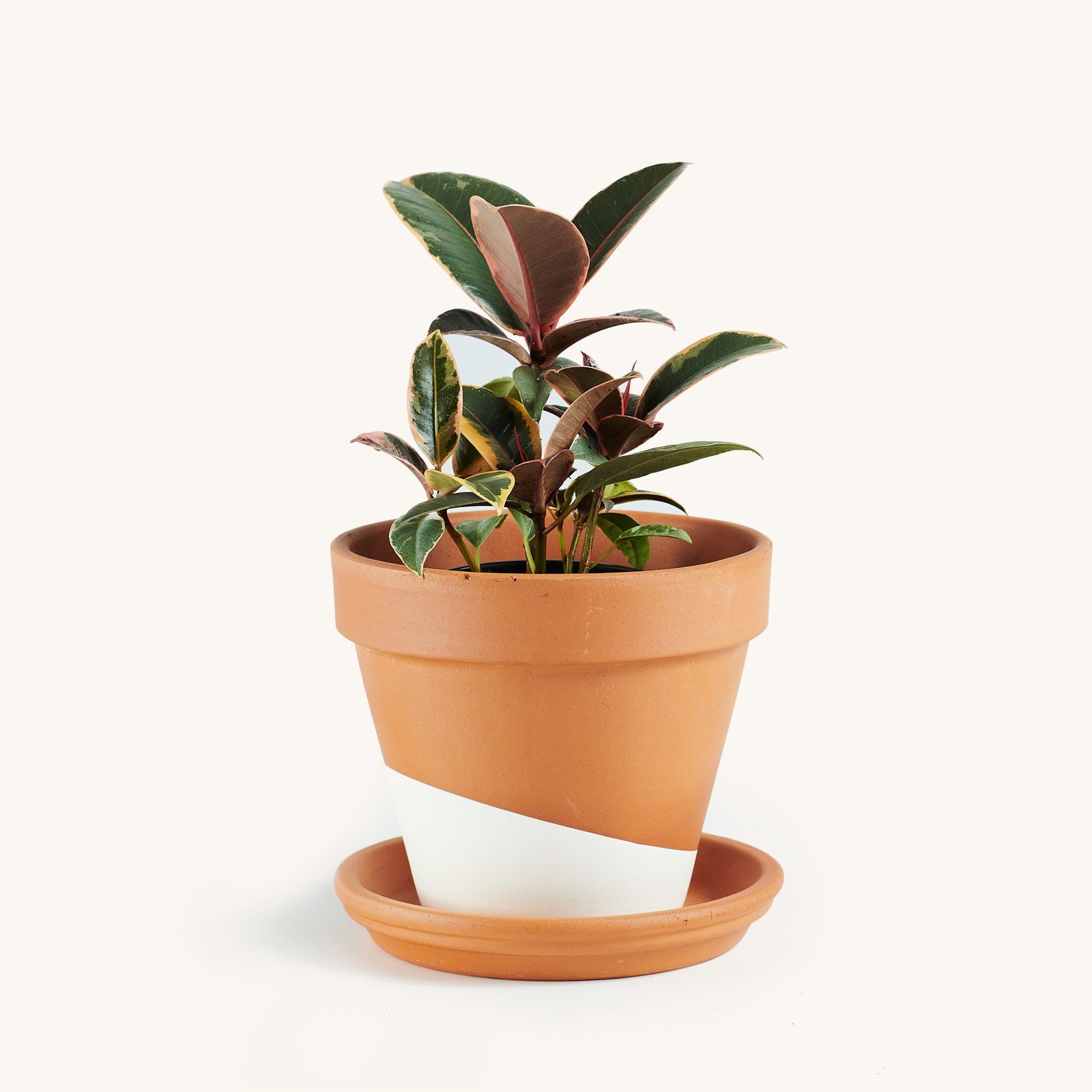 20 Small Indoor Plants 20 — Small House Plants