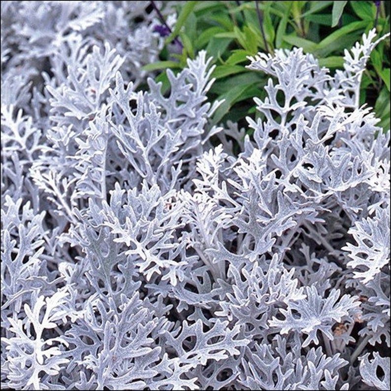 Cineraria Dusty Miller Plant Seeds 200+Seeds