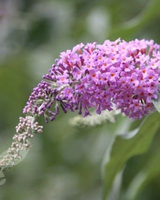 'Pink Delight' butterfly bush