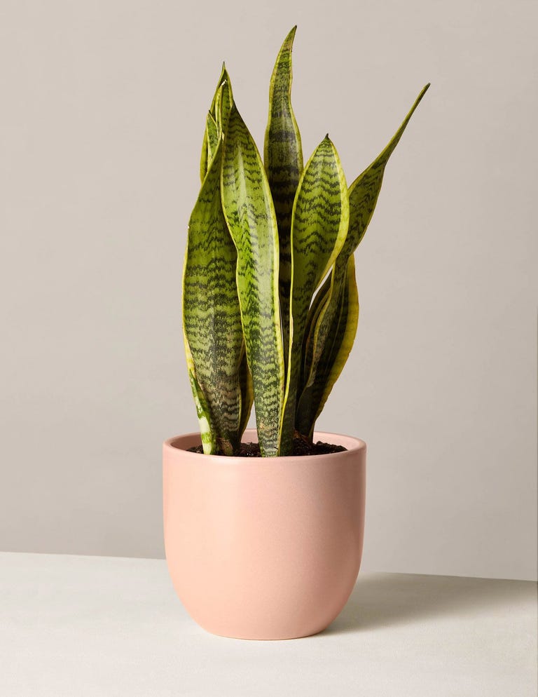 Snake Plant