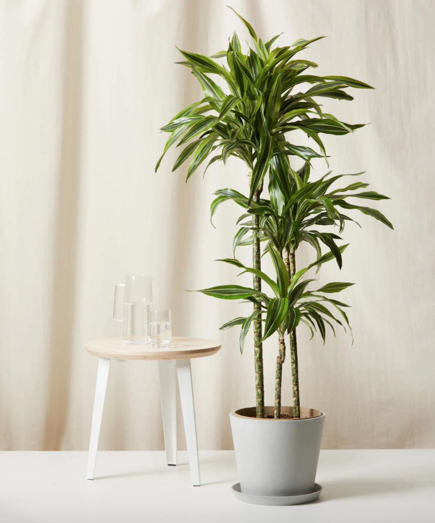 21 Best Indoor Plants Easy, Low Light Houseplants To Decorate