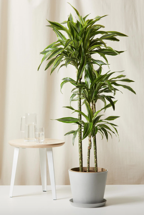  Best Indoor Plants Easy Low Light Houseplants To Decorate - Top 10 Living Room Plants