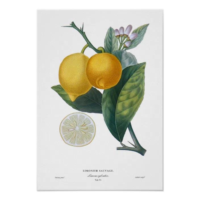 Lemon Poster, Zazzle, £14