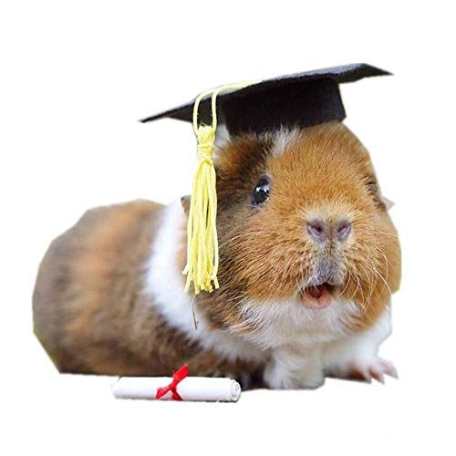 Guinea pig clearance apparel